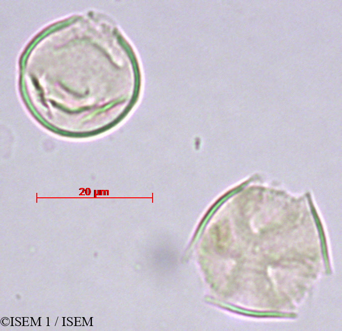 ISEM 1/Saurauia_rusbyi_29454/Saurauia_rusbyi_29454_0001(copy).jpg